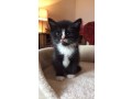 uaekittens-kittensforsaledubai-dubaikittens-persiankittensuae-kittensadoptionuae-dubaipetsforsale-uaepets-small-2