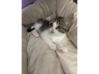 Uaekittens 		#kittensforsaleDubai 		#dubaikittens 		#persiankittensuae 		#kittensadoptionuae 		#dubaipetsforsale 		#uaepets