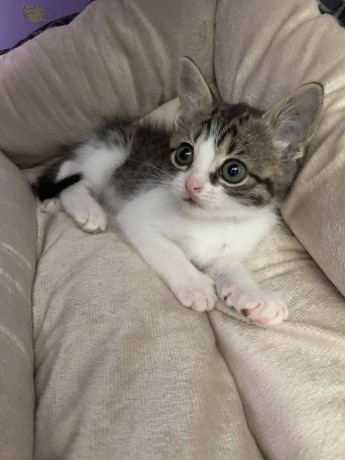 uaekittens-kittensforsaledubai-dubaikittens-persiankittensuae-kittensadoptionuae-dubaipetsforsale-uaepets-big-0