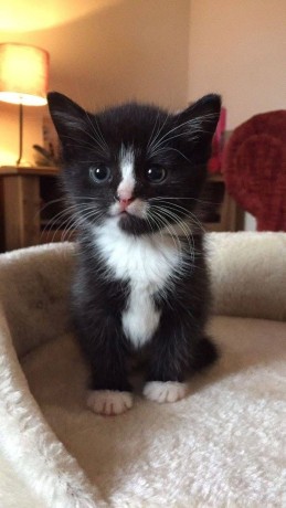 uaekittens-kittensforsaledubai-dubaikittens-persiankittensuae-kittensadoptionuae-dubaipetsforsale-uaepets-big-2