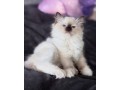 uaekittens-kittensforsaledubai-dubaikittens-persiankittensuae-kittensadoptionuae-dubaipetsforsale-uaepets-small-2
