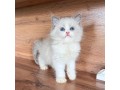 uaekittens-kittensforsaledubai-dubaikittens-persiankittensuae-kittensadoptionuae-dubaipetsforsale-uaepets-small-1