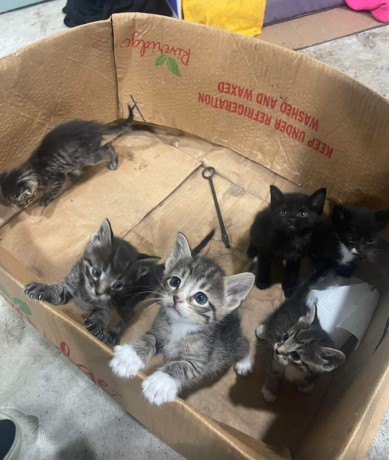 uaekittens-kittensforsaledubai-dubaikittens-persiankittensuae-kittensadoptionuae-dubaipetsforsale-uaepets-big-0