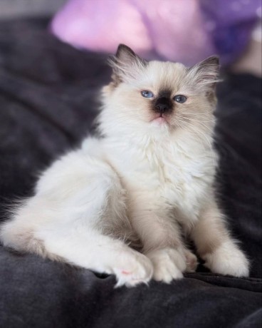 uaekittens-kittensforsaledubai-dubaikittens-persiankittensuae-kittensadoptionuae-dubaipetsforsale-uaepets-big-2