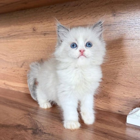 uaekittens-kittensforsaledubai-dubaikittens-persiankittensuae-kittensadoptionuae-dubaipetsforsale-uaepets-big-1