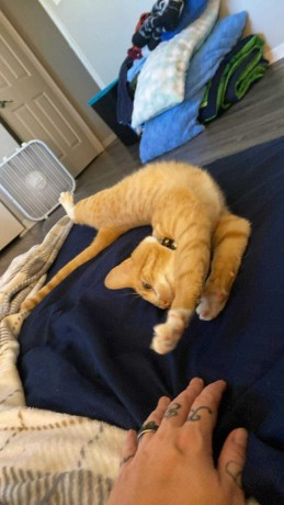 uaekittens-kittensforsaledubai-dubaikittens-persiankittensuae-kittensadoptionuae-dubaipetsforsale-uaepets-big-3