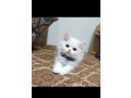 uaekittens-kittensforsaledubai-dubaikittens-persiankittensuae-kittensadoptionuae-dubaipetsforsale-uaepets-small-2