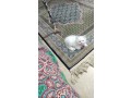 uaekittens-kittensforsaledubai-dubaikittens-persiankittensuae-kittensadoptionuae-dubaipetsforsale-uaepets-small-3
