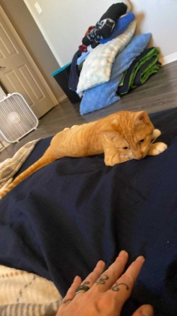 uaekittens-kittensforsaledubai-dubaikittens-persiankittensuae-kittensadoptionuae-dubaipetsforsale-uaepets-big-0