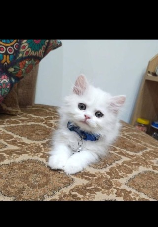 uaekittens-kittensforsaledubai-dubaikittens-persiankittensuae-kittensadoptionuae-dubaipetsforsale-uaepets-big-2