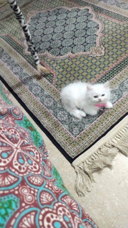uaekittens-kittensforsaledubai-dubaikittens-persiankittensuae-kittensadoptionuae-dubaipetsforsale-uaepets-big-3