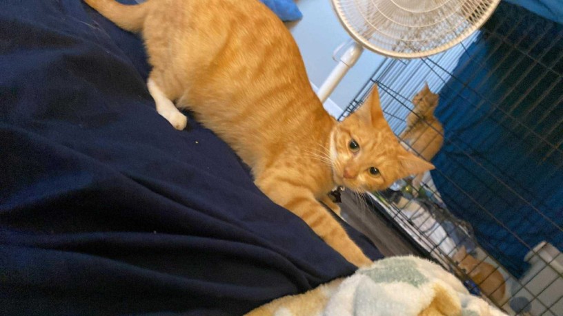 uaekittens-kittensforsaledubai-dubaikittens-persiankittensuae-kittensadoptionuae-dubaipetsforsale-uaepets-big-1