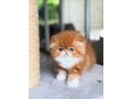 uaekittens-kittensforsaledubai-dubaikittens-persiankittensuae-kittensadoptionuae-dubaipetsforsale-uaepets-small-1