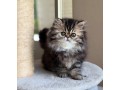 uaekittens-kittensforsaledubai-dubaikittens-persiankittensuae-kittensadoptionuae-dubaipetsforsale-uaepets-small-2