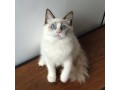 uaekittens-kittensforsaledubai-dubaikittens-persiankittensuae-kittensadoptionuae-dubaipetsforsale-uaepets-small-0