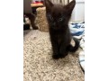 uaekittens-kittensforsaledubai-dubaikittens-persiankittensuae-kittensadoptionuae-dubaipetsforsale-uaepets-small-3