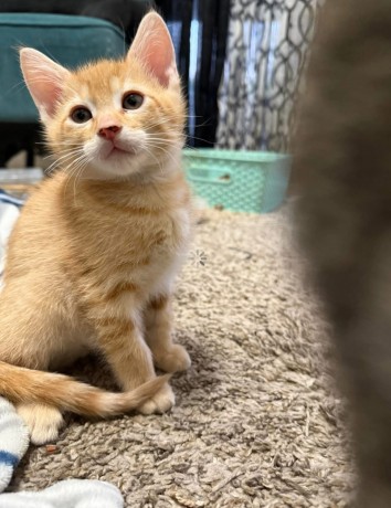 uaekittens-kittensforsaledubai-dubaikittens-persiankittensuae-kittensadoptionuae-dubaipetsforsale-uaepets-big-4