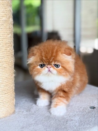 uaekittens-kittensforsaledubai-dubaikittens-persiankittensuae-kittensadoptionuae-dubaipetsforsale-uaepets-big-1