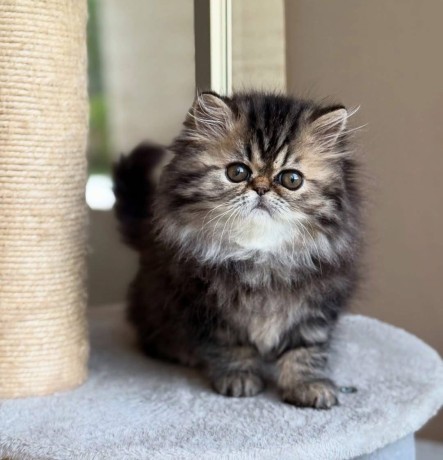 uaekittens-kittensforsaledubai-dubaikittens-persiankittensuae-kittensadoptionuae-dubaipetsforsale-uaepets-big-2