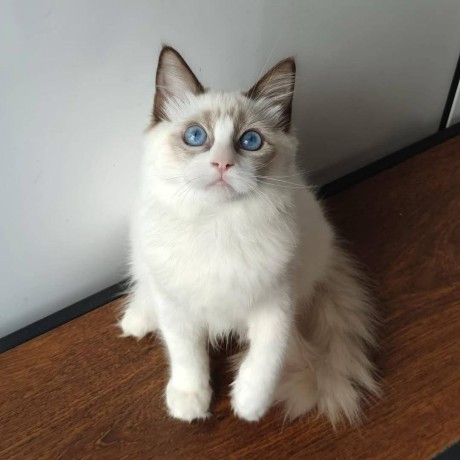 uaekittens-kittensforsaledubai-dubaikittens-persiankittensuae-kittensadoptionuae-dubaipetsforsale-uaepets-big-0