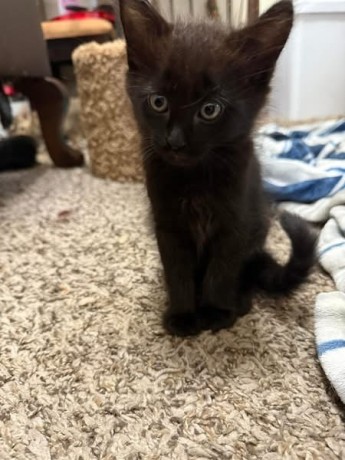 uaekittens-kittensforsaledubai-dubaikittens-persiankittensuae-kittensadoptionuae-dubaipetsforsale-uaepets-big-3