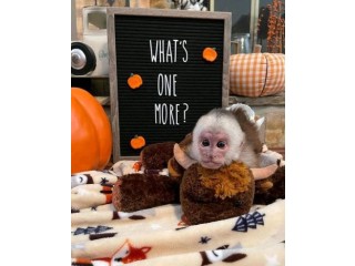 Well Trained Capuchin Monkeys for sale
