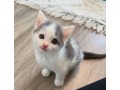 uaekittens-kittensforsaledubai-dubaikittens-persiankittensuae-kittensadoptionuae-dubaipetsforsale-uaepets-small-2