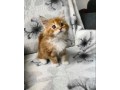 uaekittens-kittensforsaledubai-dubaikittens-persiankittensuae-kittensadoptionuae-dubaipetsforsale-uaepets-small-0