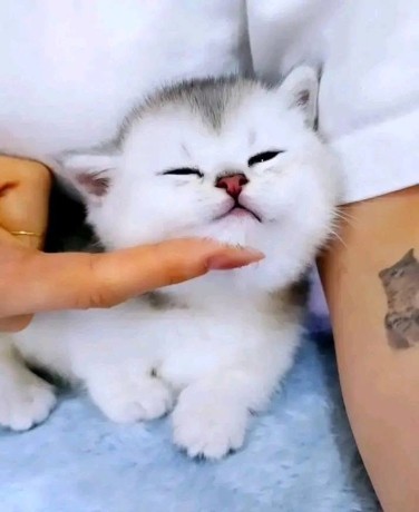 uaekittens-kittensforsaledubai-dubaikittens-persiankittensuae-kittensadoptionuae-dubaipetsforsale-uaepets-big-1