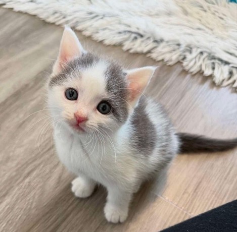 uaekittens-kittensforsaledubai-dubaikittens-persiankittensuae-kittensadoptionuae-dubaipetsforsale-uaepets-big-2