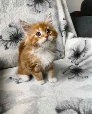 uaekittens-kittensforsaledubai-dubaikittens-persiankittensuae-kittensadoptionuae-dubaipetsforsale-uaepets-big-0