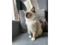 uaekittens-kittensforsaledubai-dubaikittens-persiankittensuae-kittensadoptionuae-dubaipetsforsale-uaepets-small-1