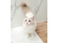 uaekittens-kittensforsaledubai-dubaikittens-persiankittensuae-kittensadoptionuae-dubaipetsforsale-uaepets-small-4