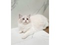 uaekittens-kittensforsaledubai-dubaikittens-persiankittensuae-kittensadoptionuae-dubaipetsforsale-uaepets-small-3