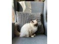 uaekittens-kittensforsaledubai-dubaikittens-persiankittensuae-kittensadoptionuae-dubaipetsforsale-uaepets-small-2