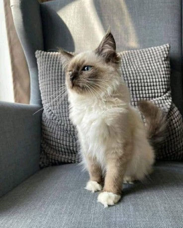 uaekittens-kittensforsaledubai-dubaikittens-persiankittensuae-kittensadoptionuae-dubaipetsforsale-uaepets-big-1