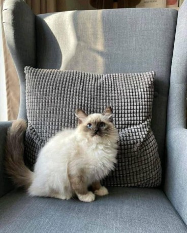 uaekittens-kittensforsaledubai-dubaikittens-persiankittensuae-kittensadoptionuae-dubaipetsforsale-uaepets-big-0