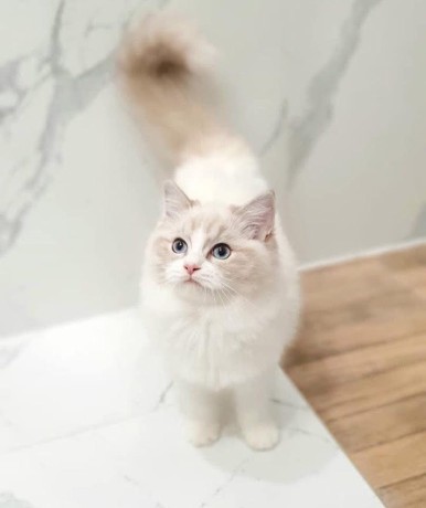 uaekittens-kittensforsaledubai-dubaikittens-persiankittensuae-kittensadoptionuae-dubaipetsforsale-uaepets-big-4