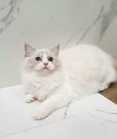 uaekittens-kittensforsaledubai-dubaikittens-persiankittensuae-kittensadoptionuae-dubaipetsforsale-uaepets-big-3
