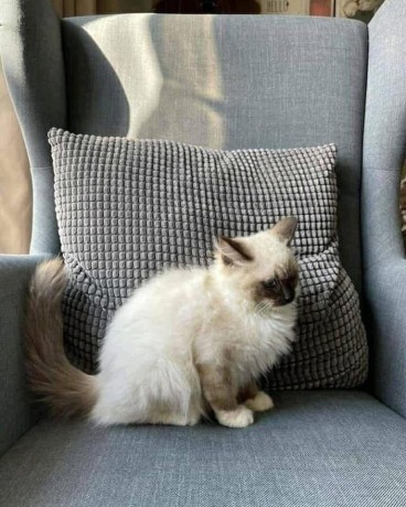 uaekittens-kittensforsaledubai-dubaikittens-persiankittensuae-kittensadoptionuae-dubaipetsforsale-uaepets-big-2