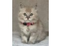 uaekittens-kittensforsaledubai-dubaikittens-persiankittensuae-kittensadoptionuae-dubaipetsforsale-uaepets-small-1
