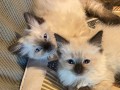 uaekittens-kittensforsaledubai-dubaikittens-persiankittensuae-kittensadoptionuae-dubaipetsforsale-uaepets-small-3