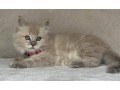 uaekittens-kittensforsaledubai-dubaikittens-persiankittensuae-kittensadoptionuae-dubaipetsforsale-uaepets-small-0