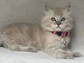 uaekittens-kittensforsaledubai-dubaikittens-persiankittensuae-kittensadoptionuae-dubaipetsforsale-uaepets-small-2
