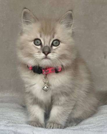 uaekittens-kittensforsaledubai-dubaikittens-persiankittensuae-kittensadoptionuae-dubaipetsforsale-uaepets-big-1