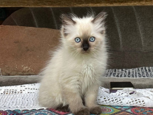 uaekittens-kittensforsaledubai-dubaikittens-persiankittensuae-kittensadoptionuae-dubaipetsforsale-uaepets-big-4