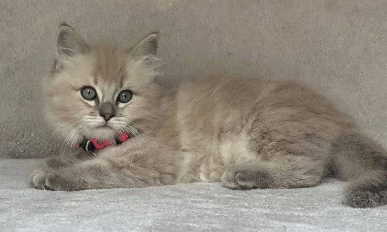 uaekittens-kittensforsaledubai-dubaikittens-persiankittensuae-kittensadoptionuae-dubaipetsforsale-uaepets-big-0