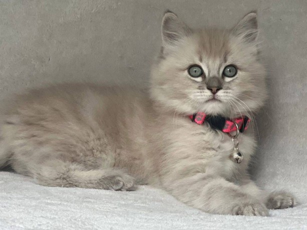 uaekittens-kittensforsaledubai-dubaikittens-persiankittensuae-kittensadoptionuae-dubaipetsforsale-uaepets-big-2