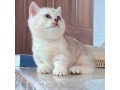 uaekittens-kittensforsaledubai-dubaikittens-persiankittensuae-kittensadoptionuae-dubaipetsforsale-uaepets-small-2
