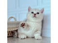 uaekittens-kittensforsaledubai-dubaikittens-persiankittensuae-kittensadoptionuae-dubaipetsforsale-uaepets-small-3
